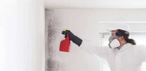 Best Certified Mold Removal  in Holden, MO