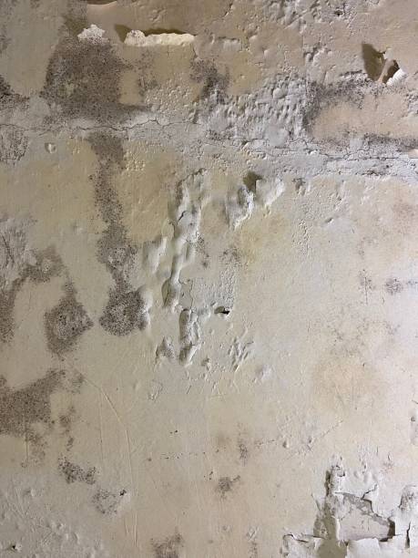 Best Mold Testing  in Holden, MO