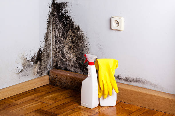 Best Commercial Mold Removal  in Holden, MO