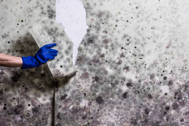 Best Mold Remediation  in Holden, MO