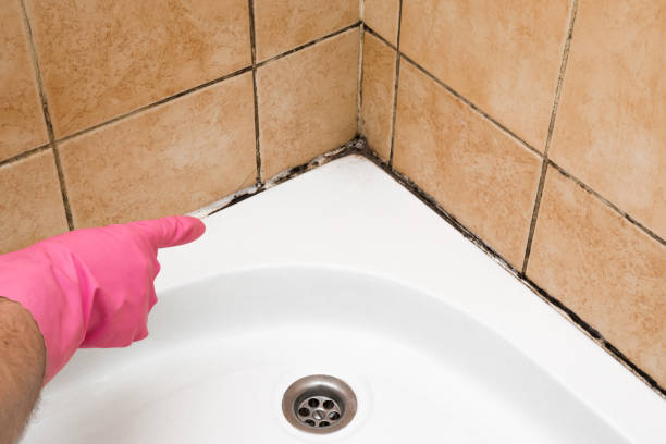 Best Mold Testing  in Holden, MO